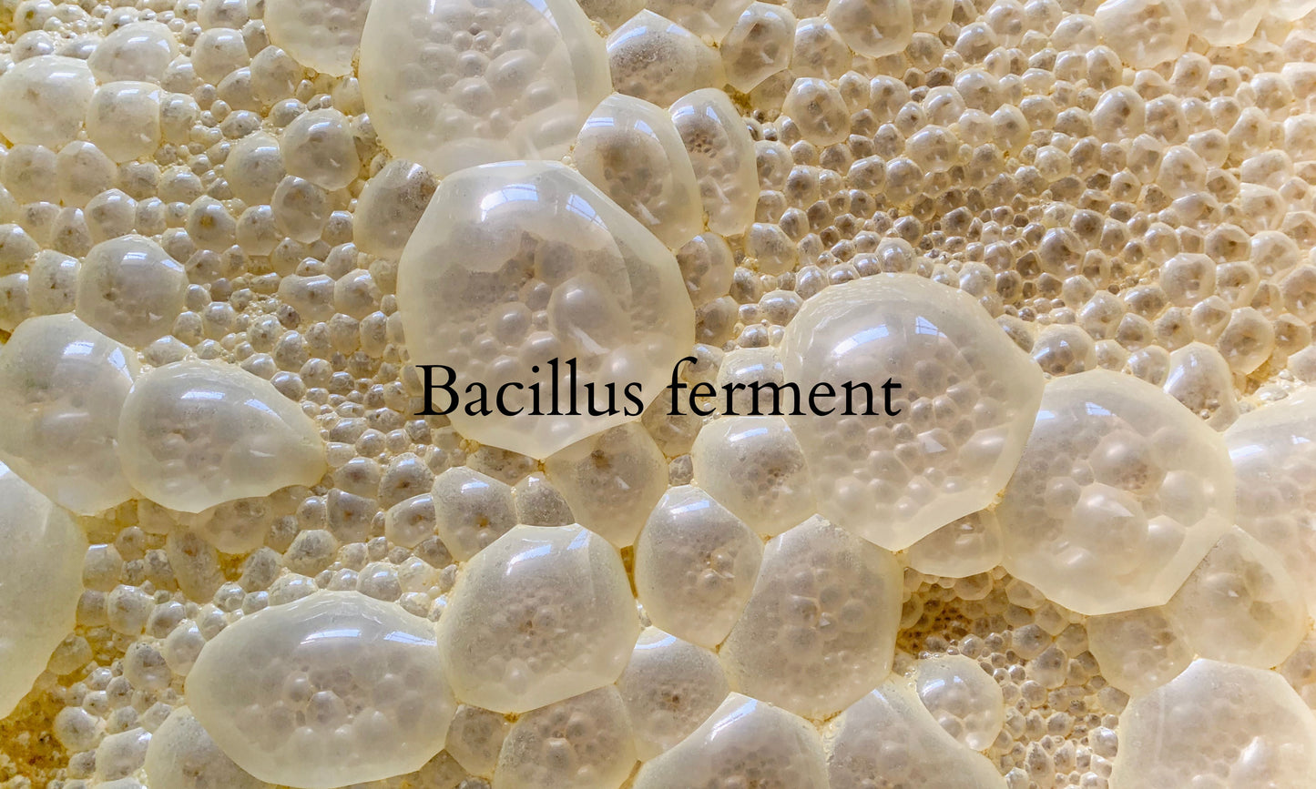 Bacillus Ferment